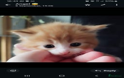 Mixed Breed cats for sale: Cute kittens  - Image 1