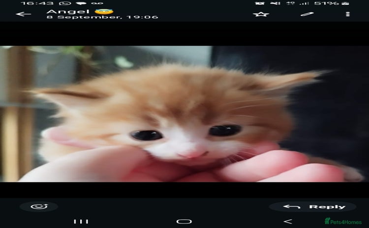 Mixed Breed cats - Advert 11