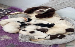 English Springer Spaniel dogs for sale: Quality ESS KC Reg Health Tested Parents 5⭐️ - Image 1