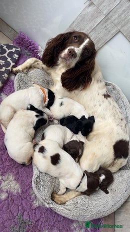 English Springer Spaniel dogs - Advert 1