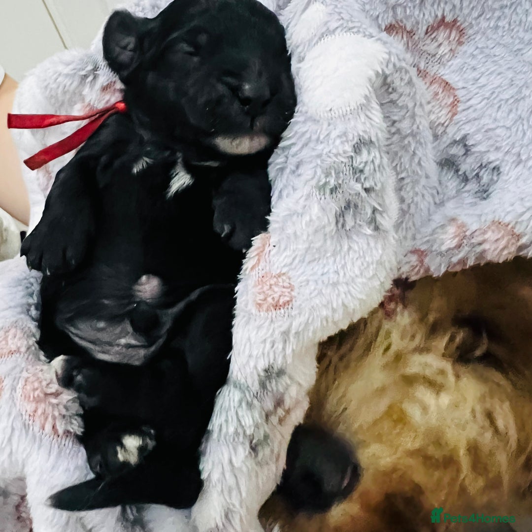 Cockapoo dogs for sale: Beautiful Cockapoo Puppies – 6 Boys & 2 Girls - Advert 9