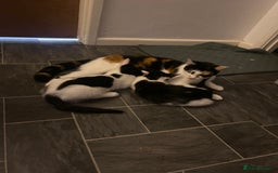 American Shorthair cats for sale: Kittens ready to leave  - Image 9