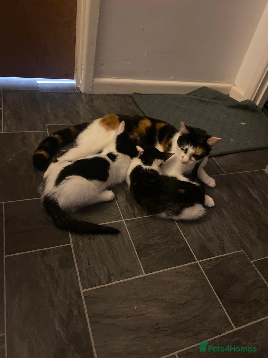 American Shorthair cats for sale: Kittens ready to leave  - Image 9