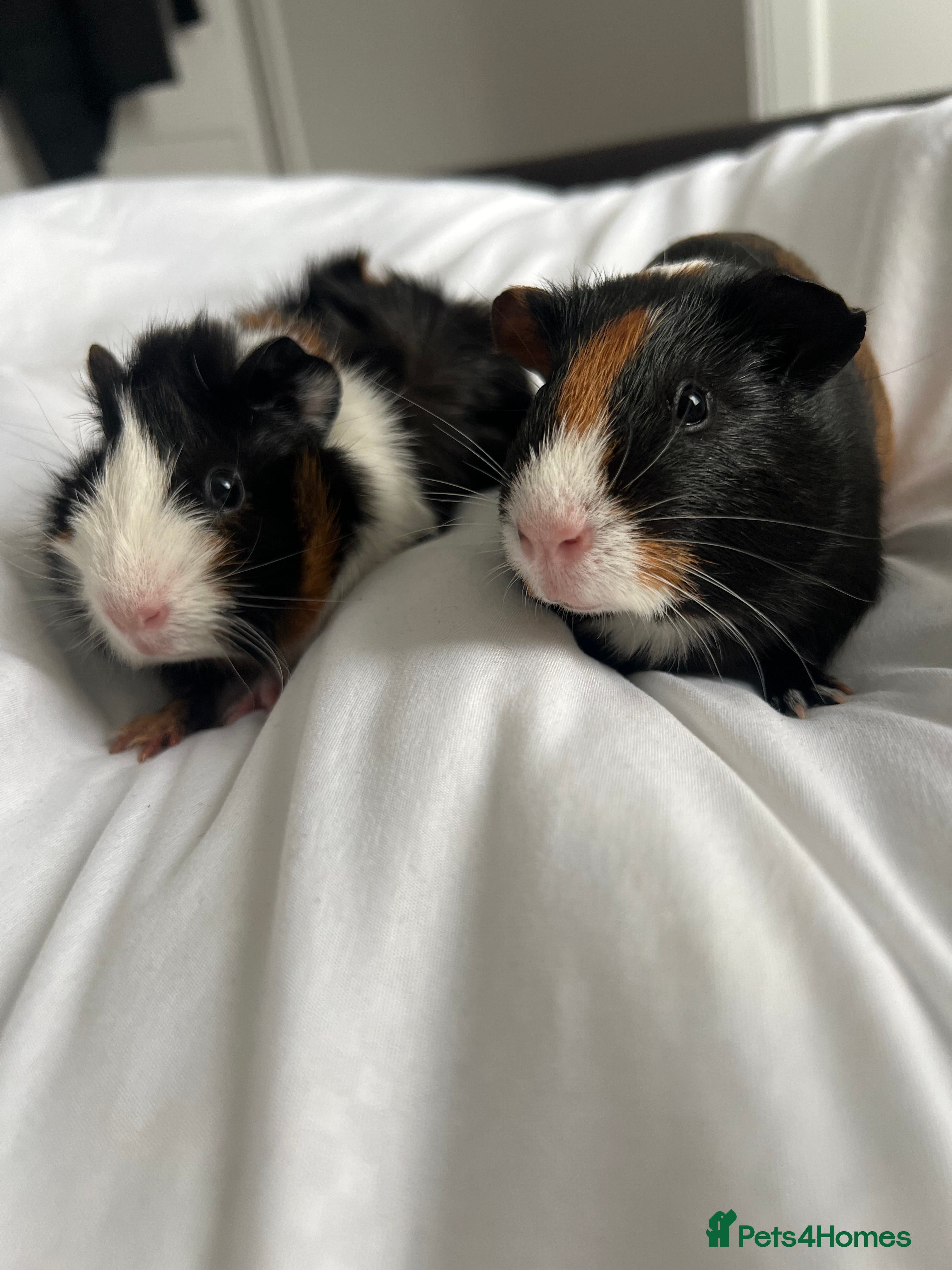 Guinea Pig rodents 2 male guinea pigs  - Advert 14