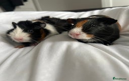 Guinea Pig rodents for sale: 2 male guinea pigs  - Image 1