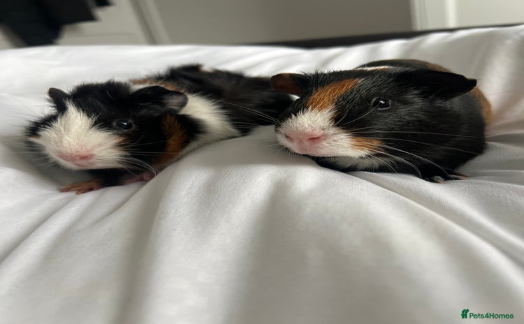 Guinea Pig rodents - Advert 16