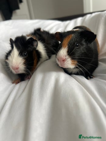 Guinea Pig rodents - Advert 17