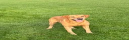 Labrador Retriever dogs for sale: Kc labrador-retriever pups 🐶 - Advert 3
