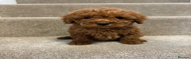 Miniature Poodle Puppy 2