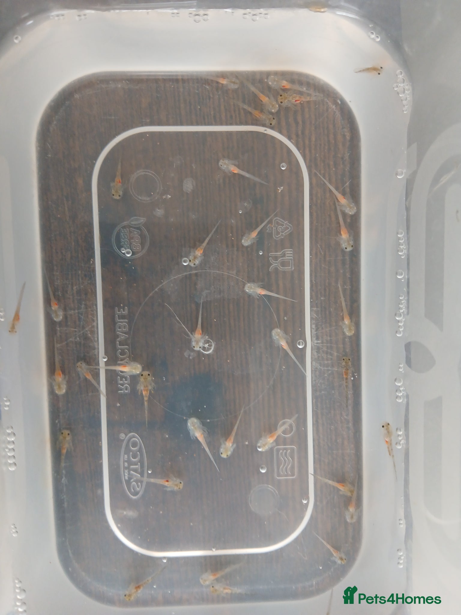 Axolotl reptiles Axolotl babies. Started hatching 7 April. - Advert 10