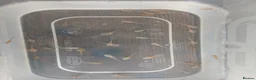 Axolotl reptiles for sale: Axolotl babies. Started hatching 7 April. - Advert 1