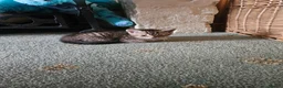 Mixed Breed cats for sale: Beautiful tabby kittens in Newbury - Advert 4