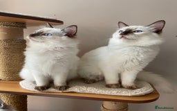 Ragdoll cats for sale: Ragdoll kittens from Moonliteyecats  - Image 5