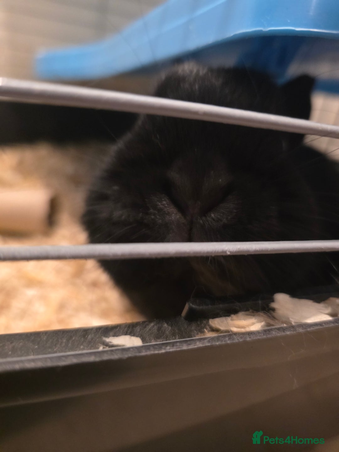 Netherland Dwarf rabbits for sale: Netherland Dwarf Rabbit  - Image 4