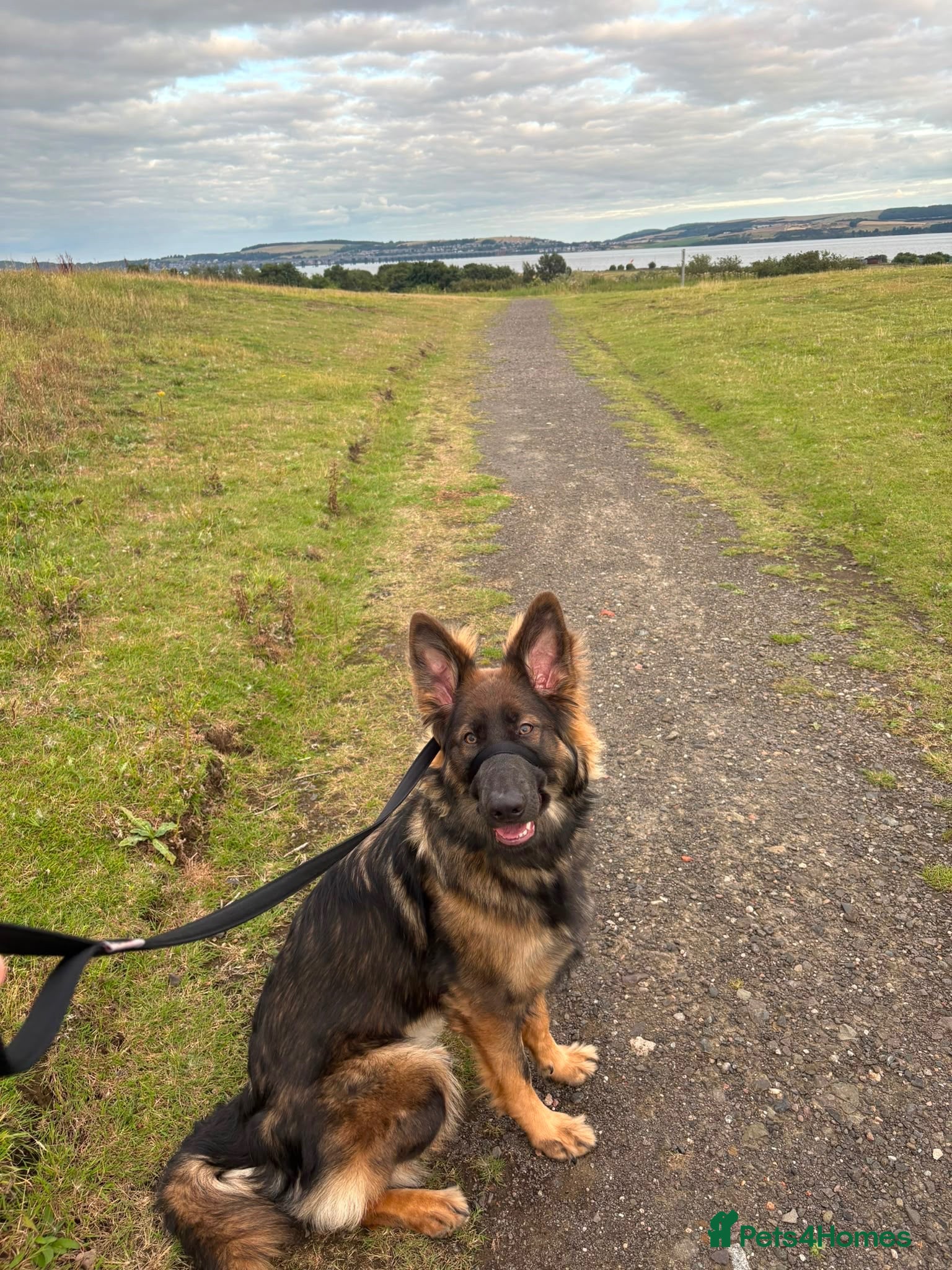 German Shepherd dogs Kcreg GSD pups solid black and black and tan  - Advert 2