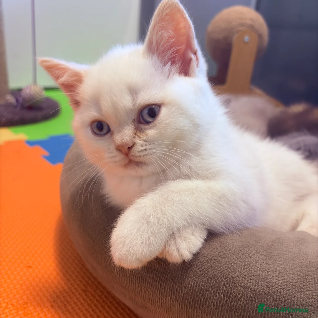 British Shorthair cats for sale: Stunning BSH Colourpoint Kitten GCCF Registered - Advert 10