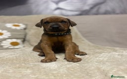 Dobermann dogs for sale: F1b Working dobermanns  - Image 14