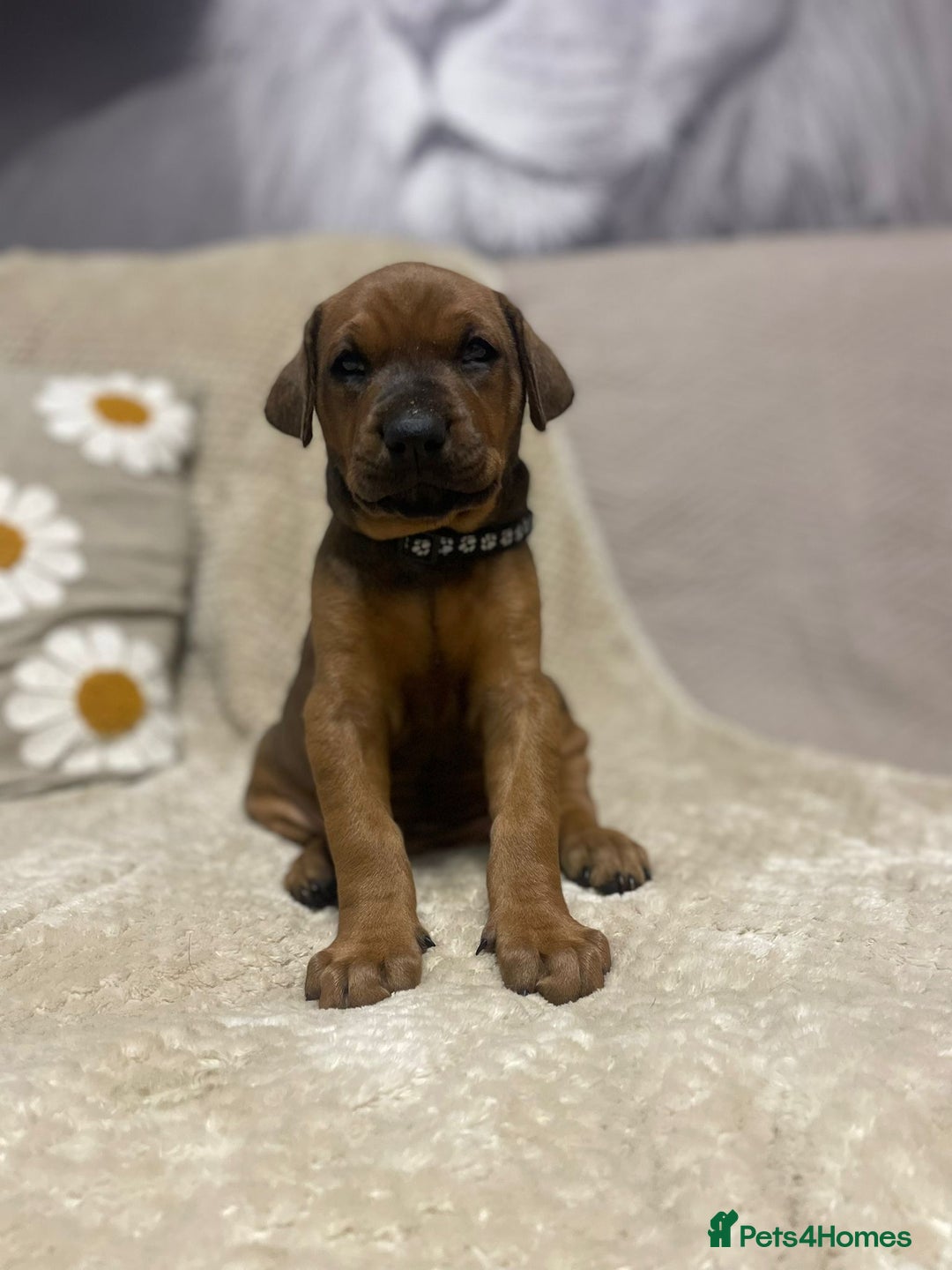 Dobermann dogs for sale: F1b Working dobermanns  - Image 14