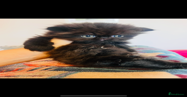 Persian cats - Advert 5