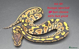 Python Snake reptiles for sale: Various ball python's  - Advert 8