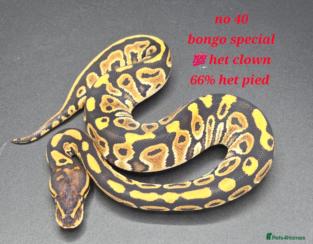 Python Snake reptiles for sale: Various ball python's  - Advert 8