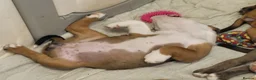 Dorset Olde Tyme Bulldogge dogs for sale: Olde English Bulldog puppies  - Advert 2