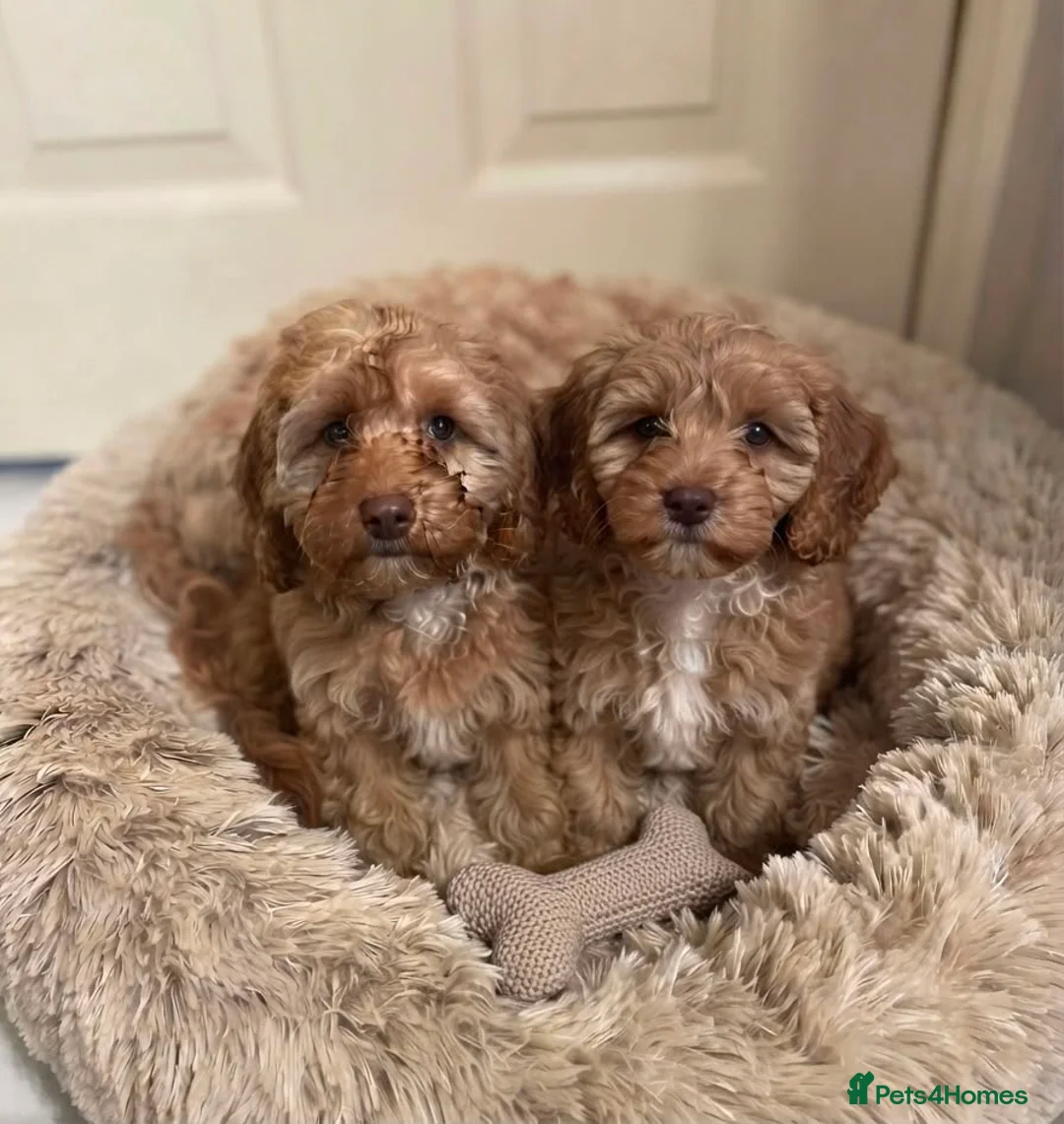 Cavapoo dogs for sale: My beautiful cava poo puppies in London - Advert 5