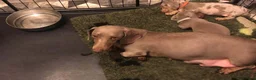 Miniature Dachshund dogs for sale: Isabella dachshunds for sale  - Advert 24