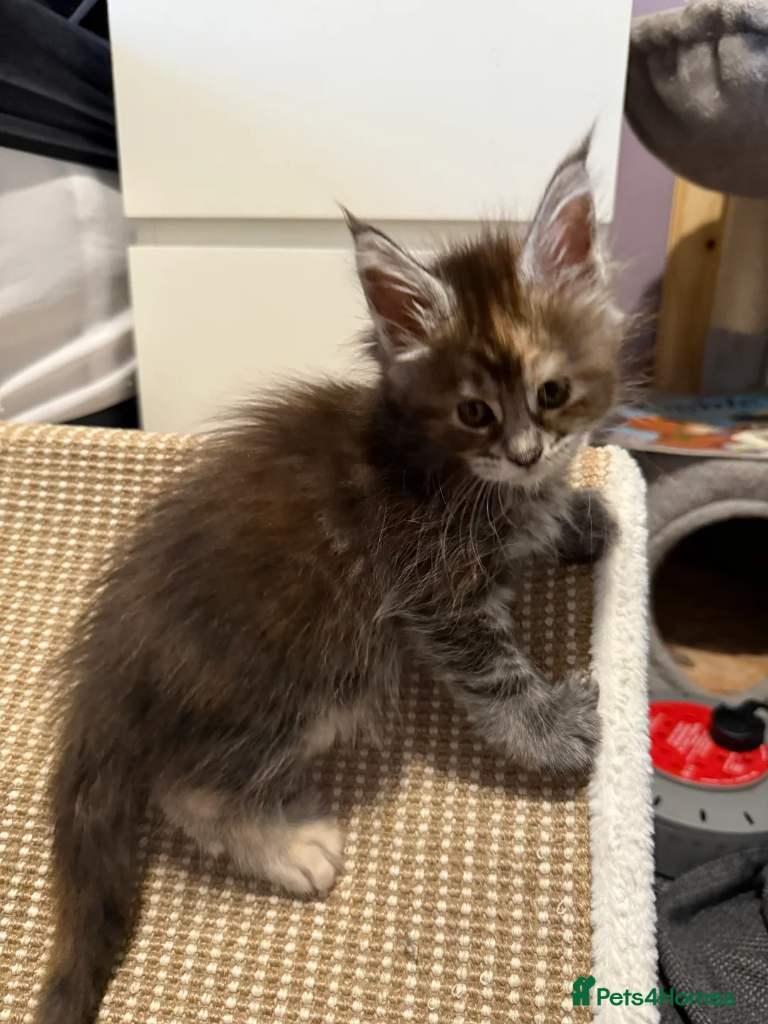 Maine Coon cats for sale: 7 beautiful Maine coon full breed kittens  - Advert 10