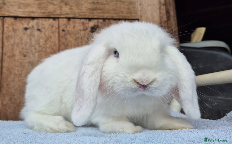 Mini Lop rabbits - Advert 10