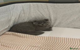 British Shorthair cats for sale: Beautiful british short hair/scottish folds - Image 5