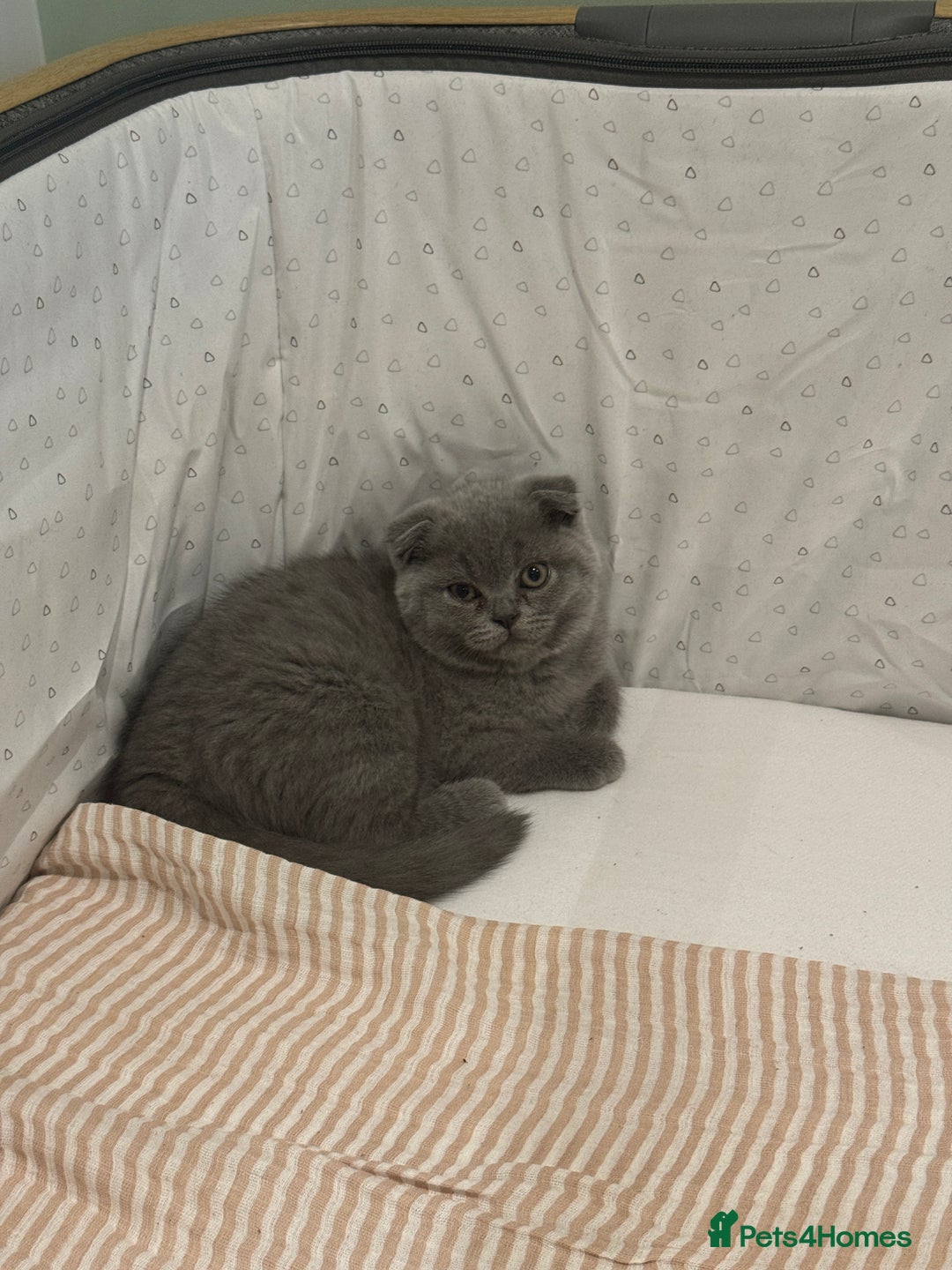 British Shorthair cats for sale: Beautiful british short hair/scottish folds - Image 5