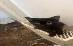 Bengal cats for sale: Bengal x tabby  - Image 7