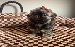 Shih Tzu dogs for sale: Stunning KC chocolate imperial Shihtzu puppies - Image 7