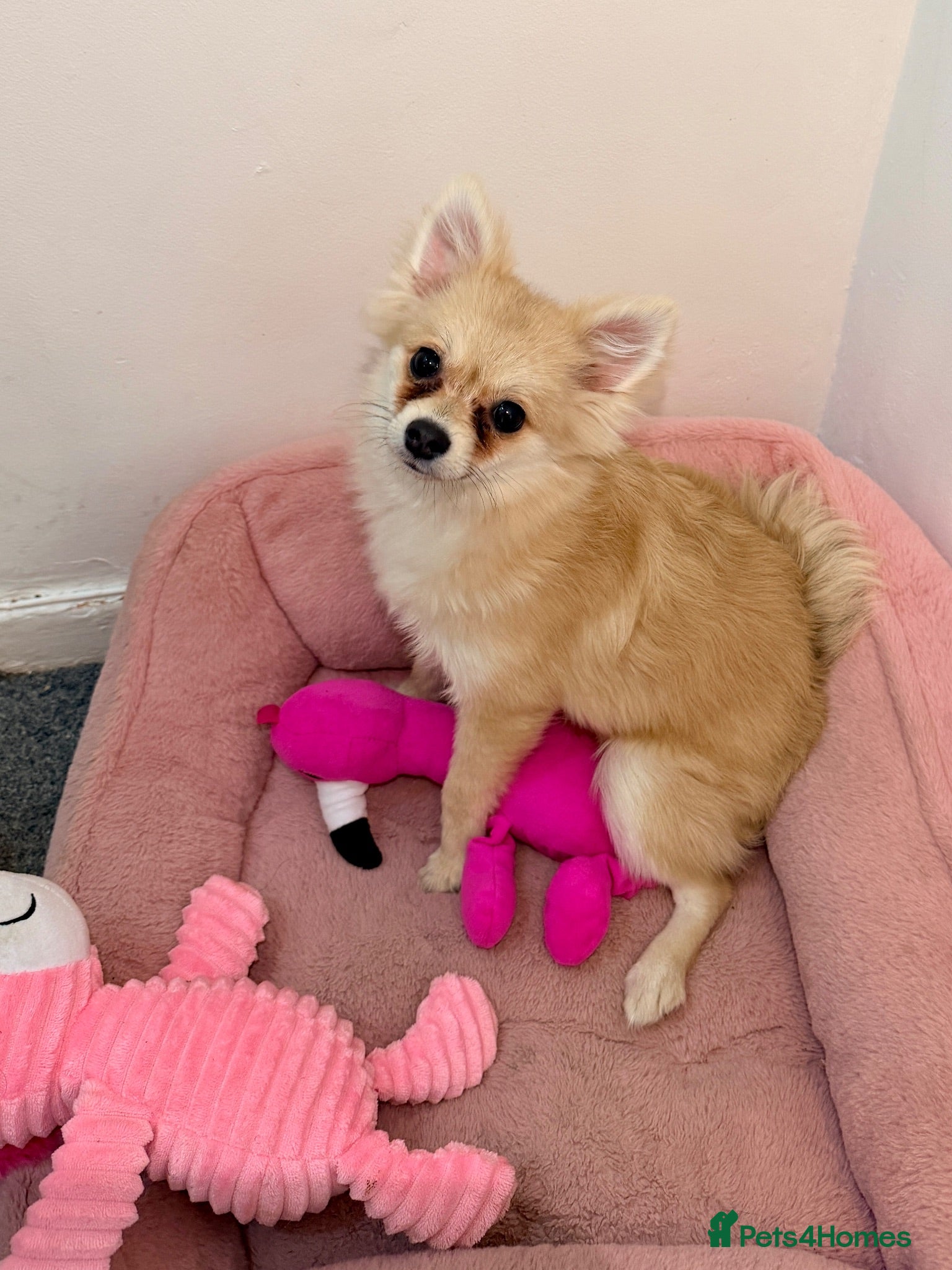 Pomeranian dogs pomeranian puppy for sale  - Advert 4