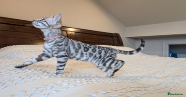 Bengal cats in Barnoldswick - Advert 12