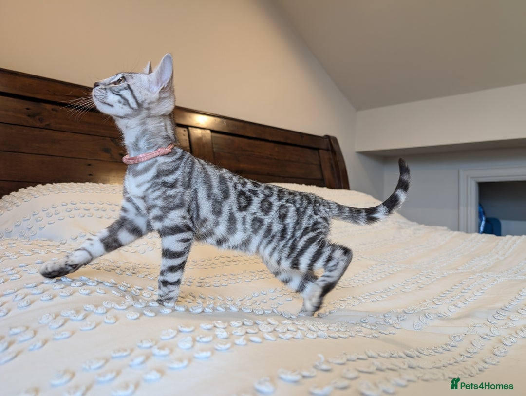 Bengal cats for sale: 🤍🖤🩶 Bengal Kittens 🩶🖤🤍 in Barnoldswick - Image 19