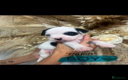 Mixed Breed dogs for sale: 🏡 Staff x American Bulldog Puppies  - Image 33