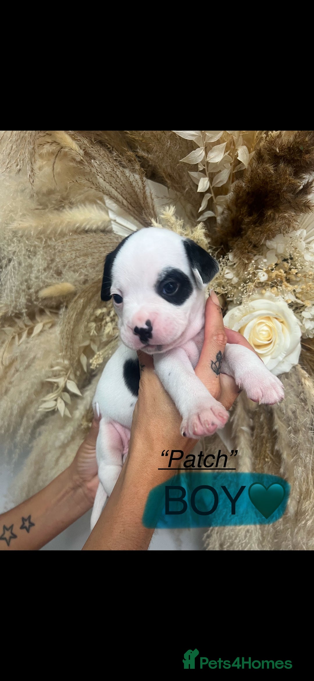 Mixed Breed dogs for sale: 🏡 Staff x American Bulldog Puppies  - Image 33