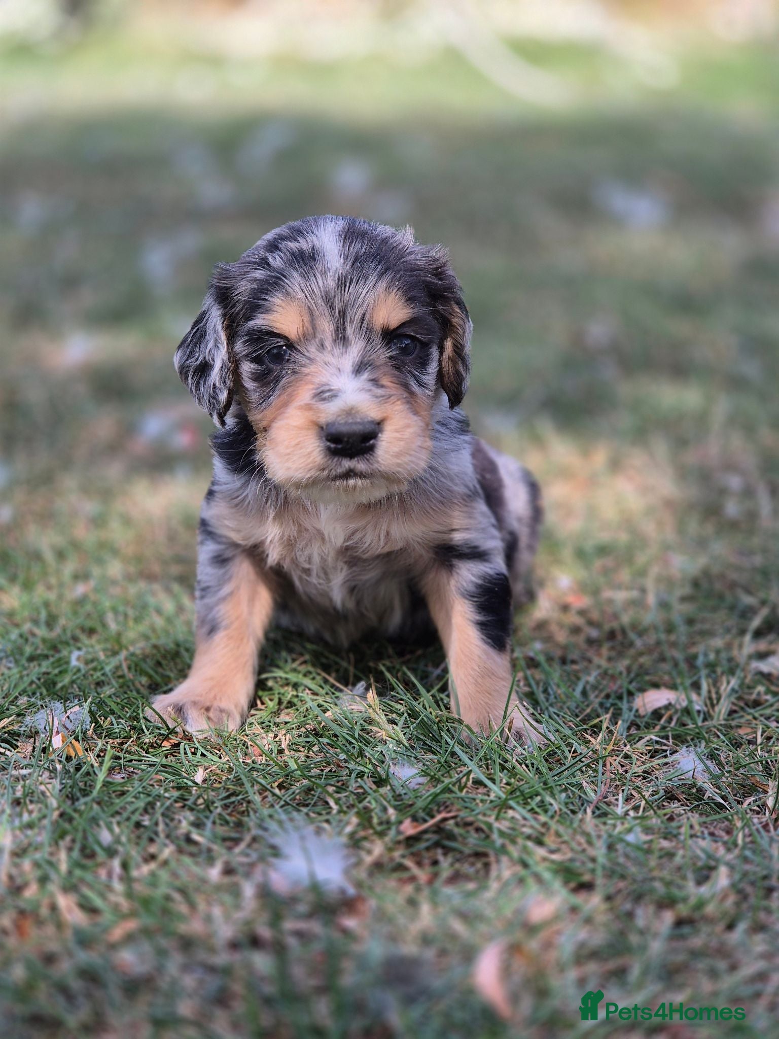 Mixed Breed dogs Dakota Sport Retriever (Special Colours) - Advert 1
