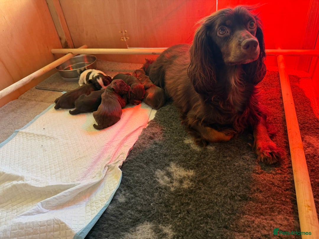 Cocker Spaniel dogs for sale: KC Registered Working Cocker Spaniels  - Advert 4