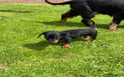 Miniature Dachshund dogs for sale: Miniature dachshund puppies  - Image 10