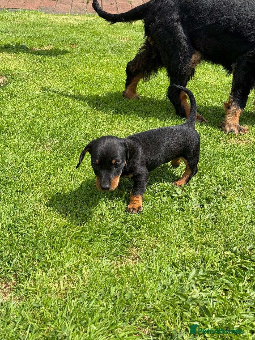 Miniature Dachshund dogs for sale: Miniature dachshund puppies  - Image 10