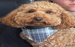 Bordoodle dogs for sale: Miniature Bordoodles  - Image 6