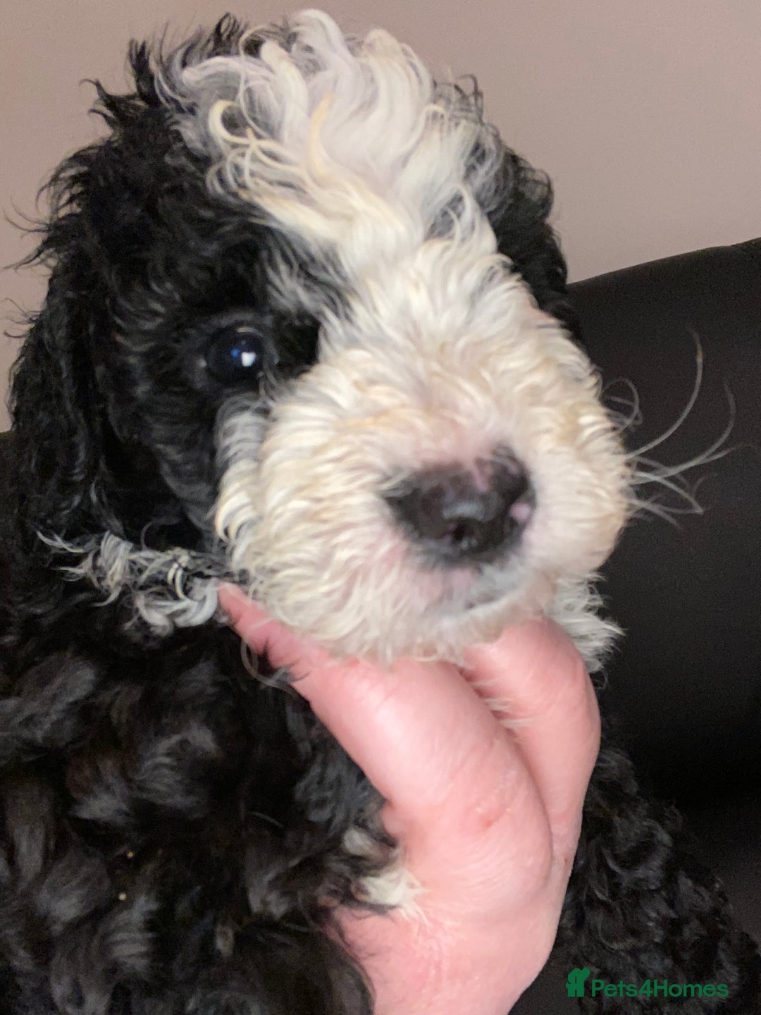 Toy Poodle dogs for sale: Beautiful Toy Poodle Pups  - Advert 8