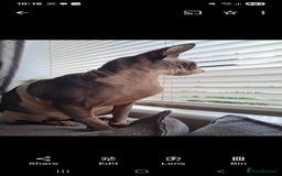 Sphynx cats for sale: Adult female sphynx  - Image 3