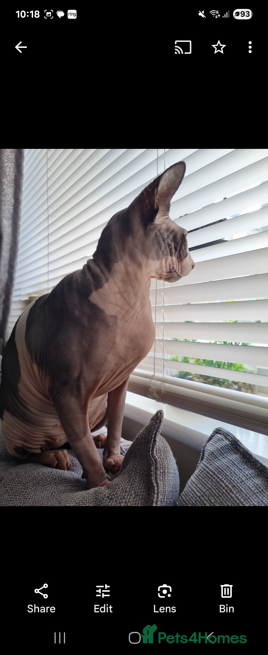 Sphynx cats for sale: Adult female sphynx  - Image 3