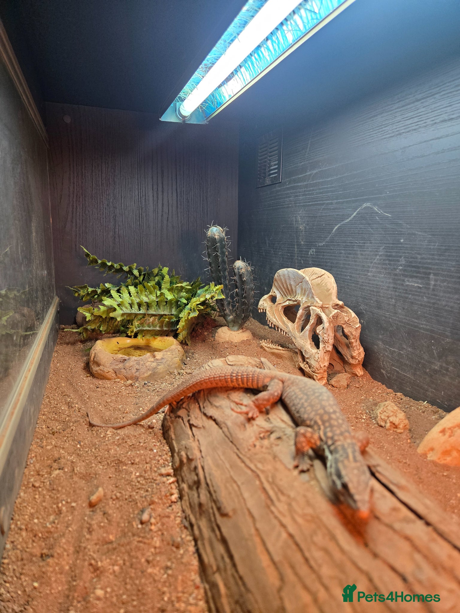 Monitor reptiles Ackie monitor lizards for sale  - Advert 5