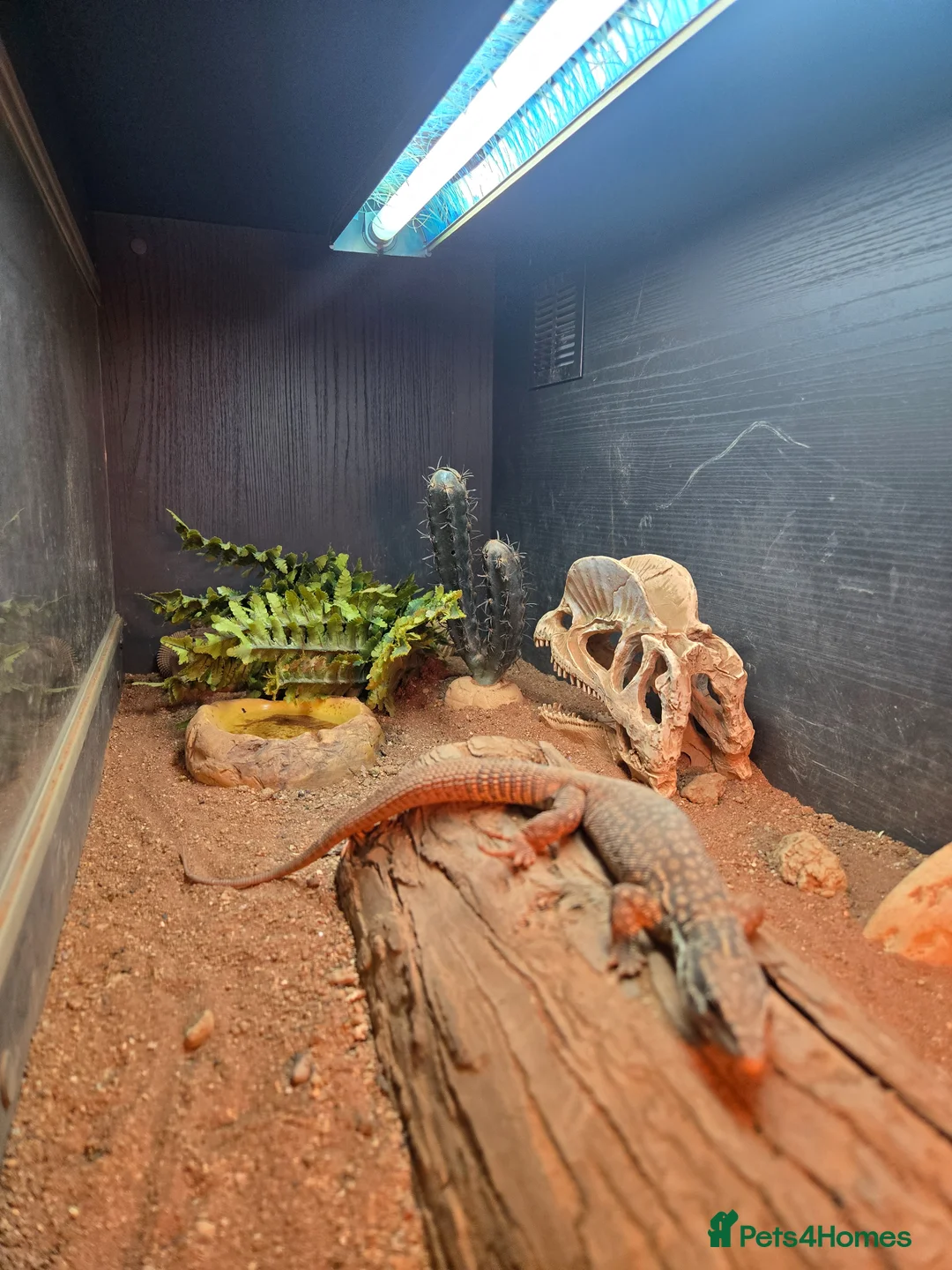 Monitor reptiles for sale: Ackie monitor lizards for sale  - Advert 1