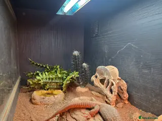 Monitor reptiles Ackie monitor lizards for sale - Advert 5